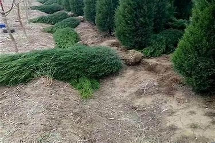 搬家怎样看日子好的