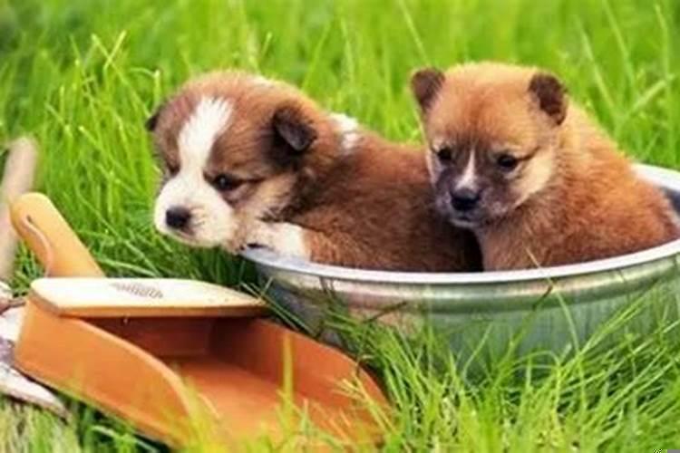 2020年是什么年是狗年吗