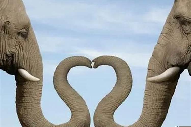 梦到大象是啥意思