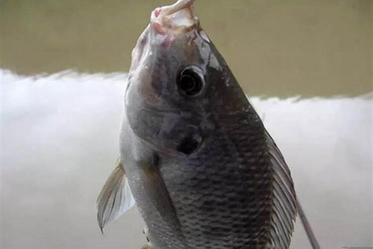 女人梦见很多大鱼死了预兆什么意思呢