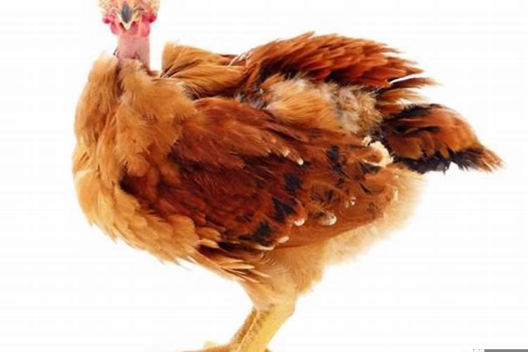 属鸡男和属狗女能结婚吗