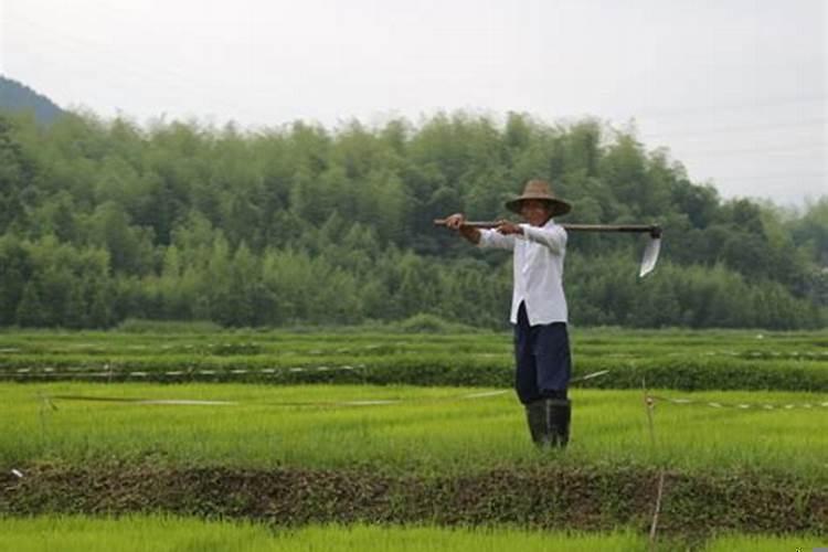 一亩地种植什么，利润最高?