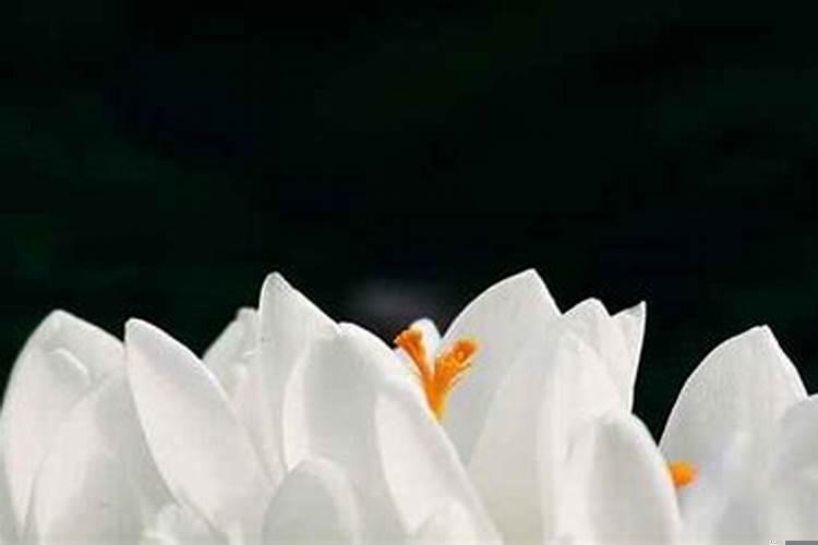 怎么算订婚的好日子