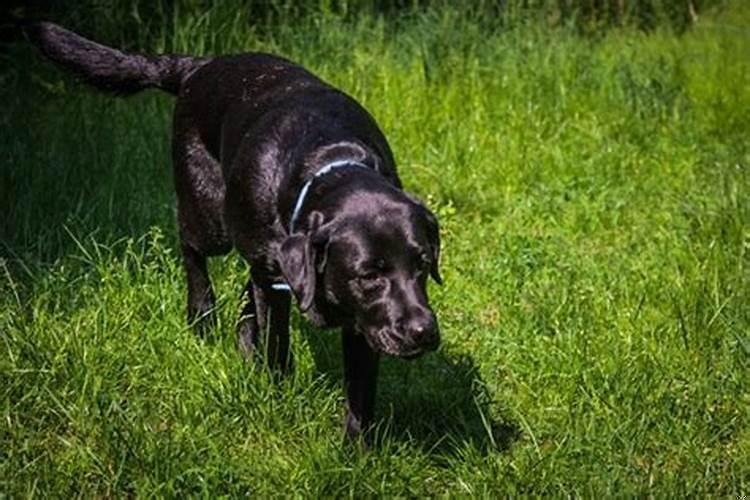 梦见黑狗对我很友好预示着什么呢