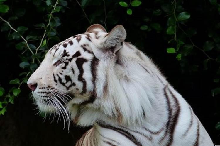 梦到朋友断手指