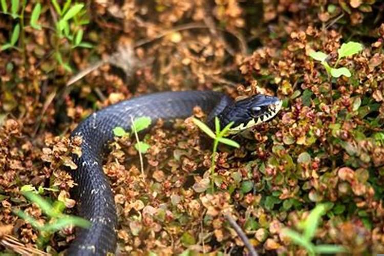 周公解梦梦见自己娶媳妇