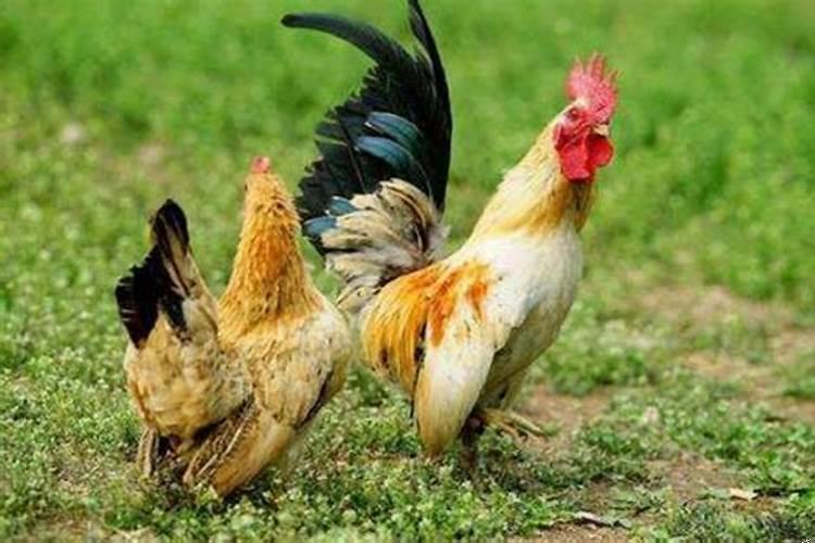 1981年属鸡人2025年的命运