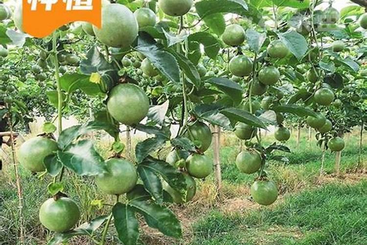 一亩地种植什么，利润最高?