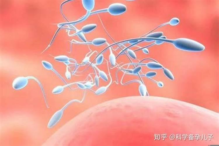 男人怎么调理才能生儿子