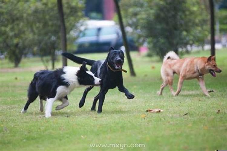 梦见一群狗追着咬我