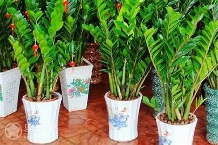 门市门口摆放什么植物招财