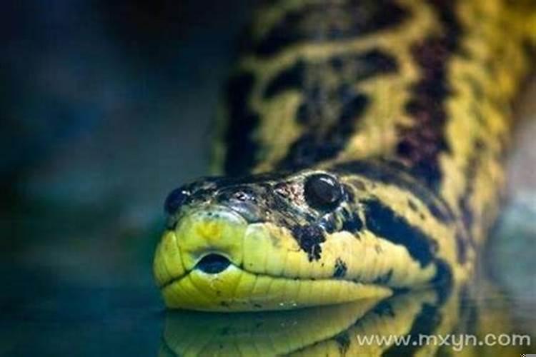 梦见蟒蛇吃蟒蛇是什么意思