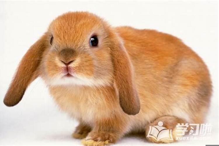 属兔的与属兔的结婚好吗