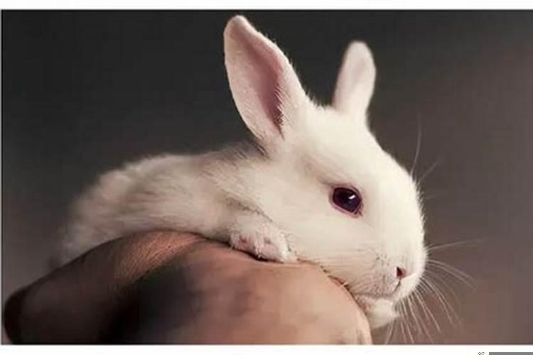 九月份出生的兔宝宝好不好