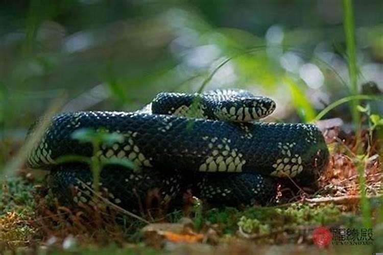 属蛇女今年婚姻