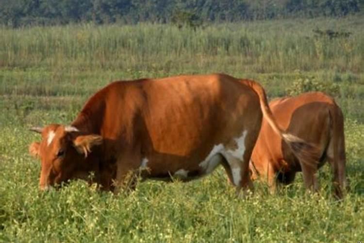 做梦梦见黄牛是什么意思