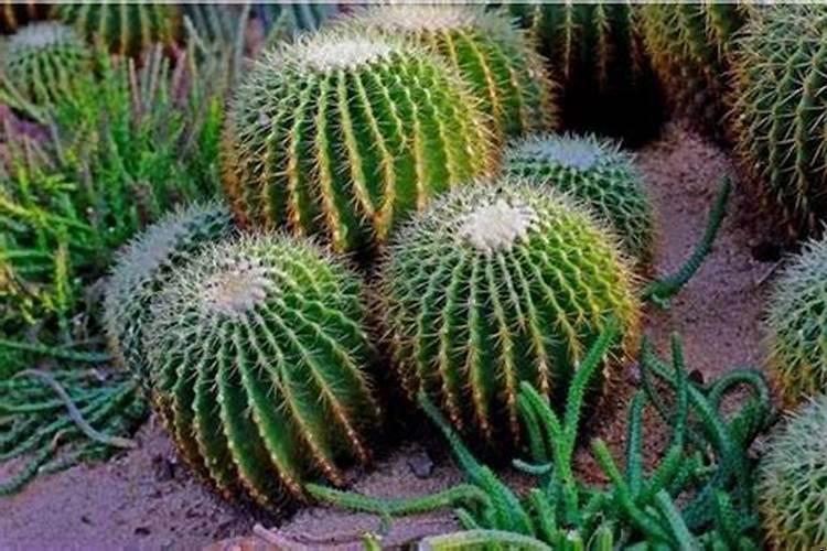 仙人球放在哪里最好