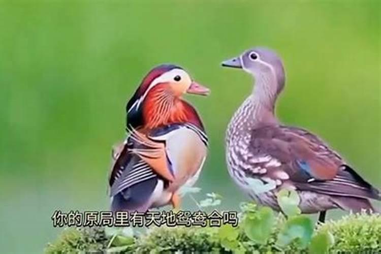 现实中天地鸳鸯合的多吗