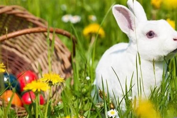 九月份出生的兔宝宝好不好