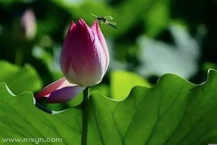 梦见死去的妈妈在和我说话