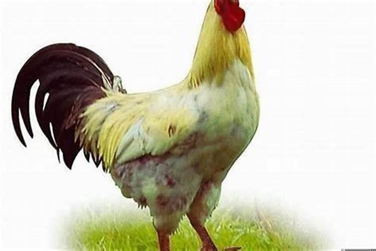 五七年出生的鸡是什么命