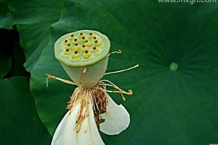 梦见女人隐私地方