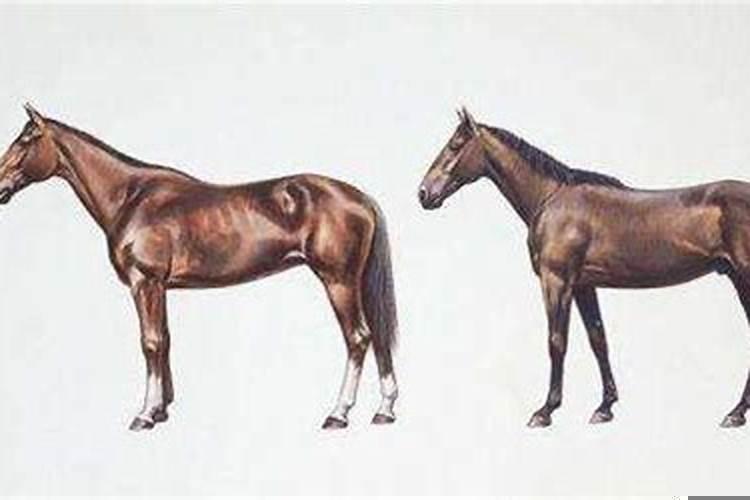 属马人性格优点和缺点女