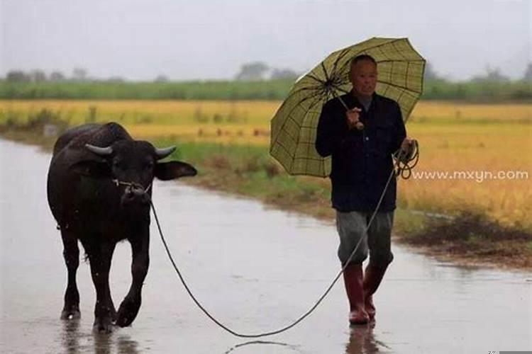 梦见牵牛回家还迷路了