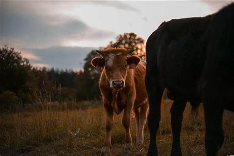 做梦梦见黄牛是什么意思