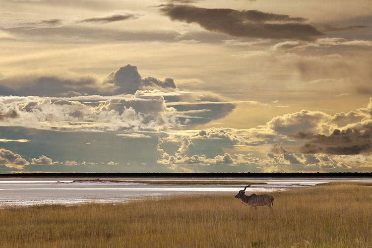 属狗的交运忌讳什么