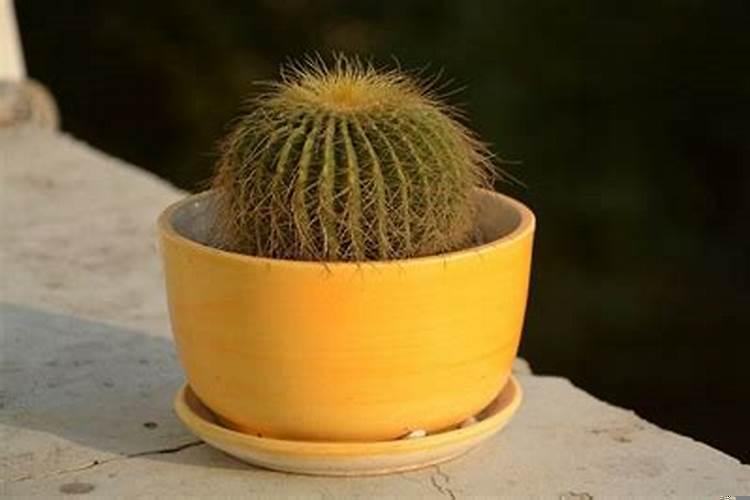 仙人球放在哪里最好