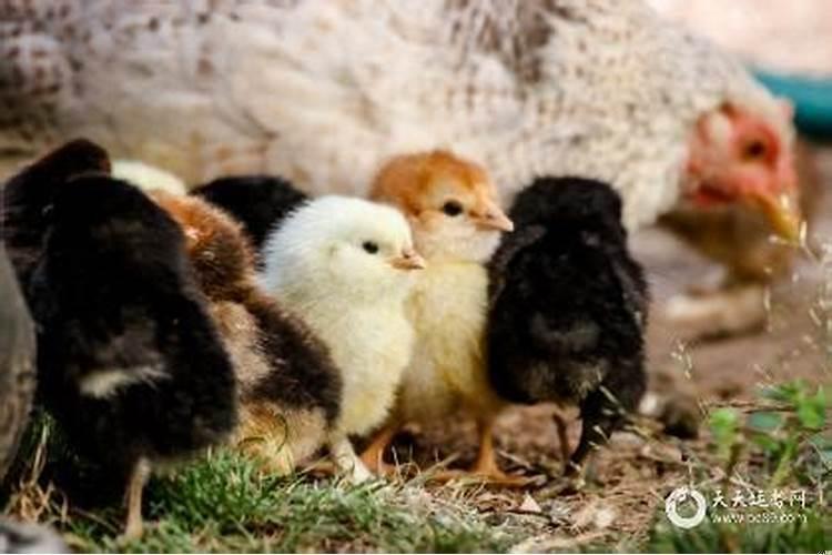 属鸡2021年佩戴饰品