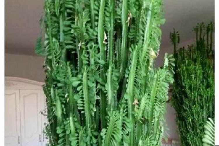 适合属相的植物