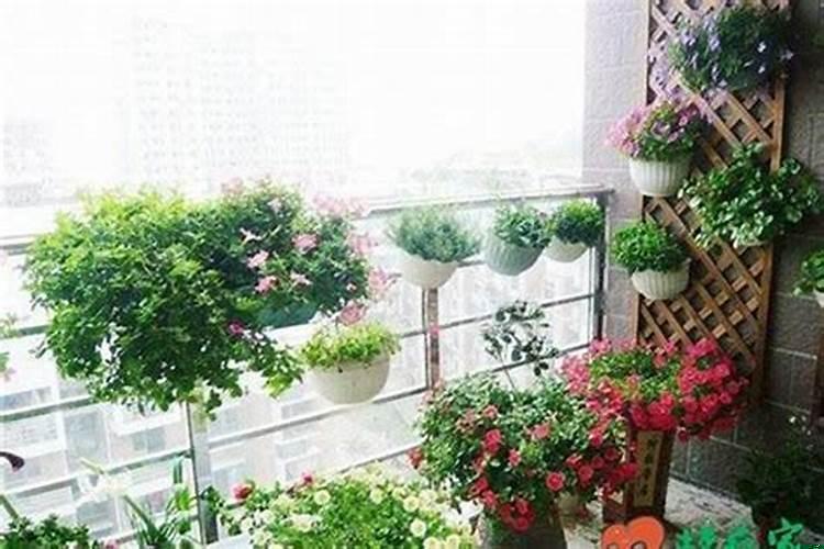 新房买哪些植物好