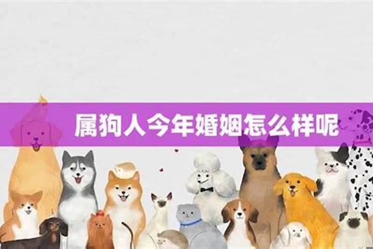 今年属狗人的婚姻状况