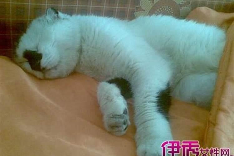 梦到逃亡被追赶