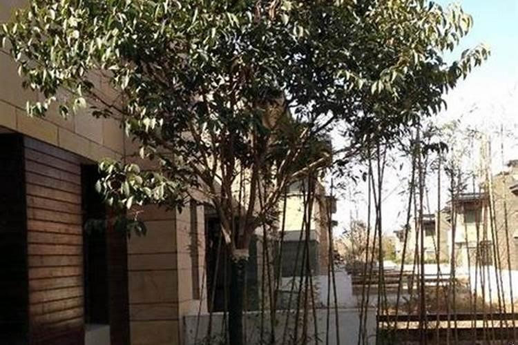 农村院子门口种什么树好呢