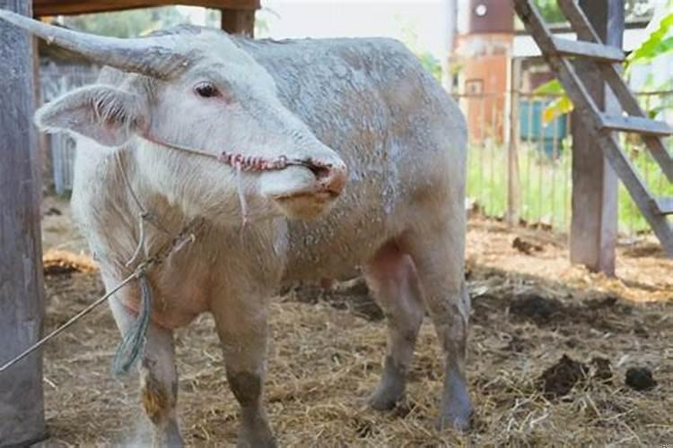 五帝钱忌讳什么生肖