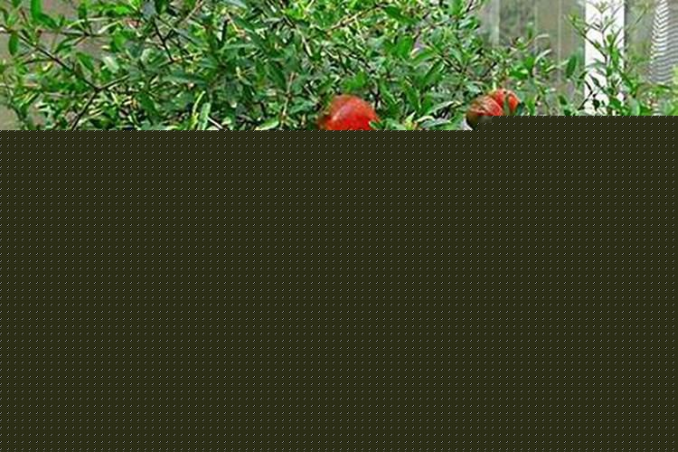 院子里种什么树不好风水好