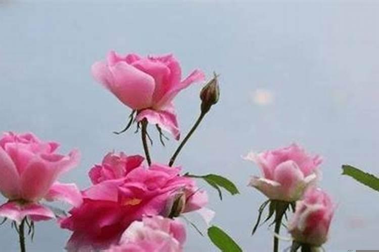 容易日久生情的生肖配对