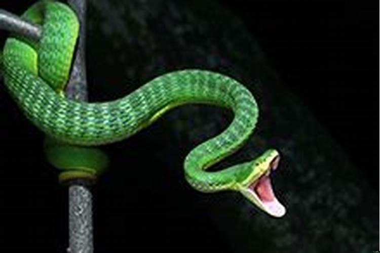 梦见被蟒蛇追咬周公解梦