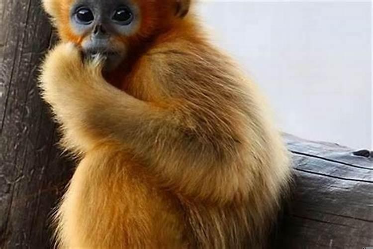 一个人幼稚是什么原因