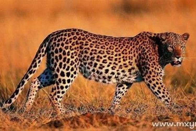 梦到豹子是什么意思