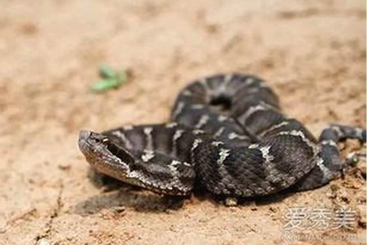 梦见有一个女人死了