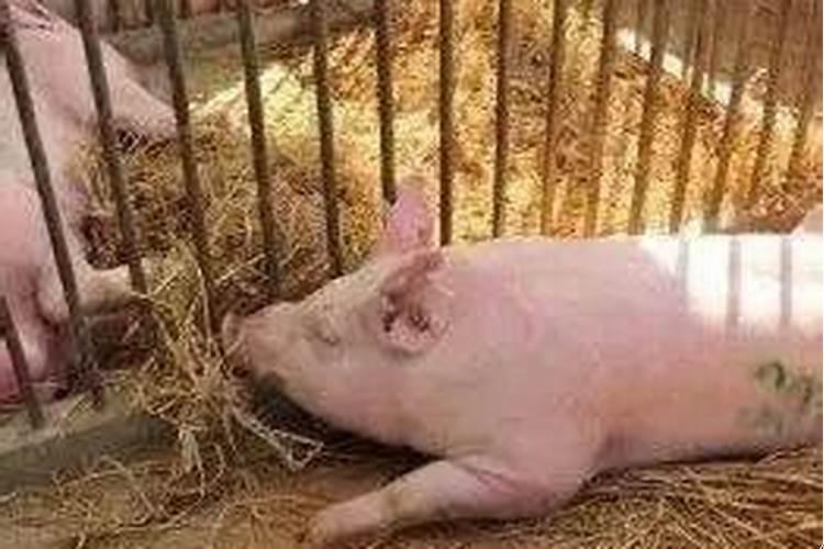 母猪配不上种怎么回事