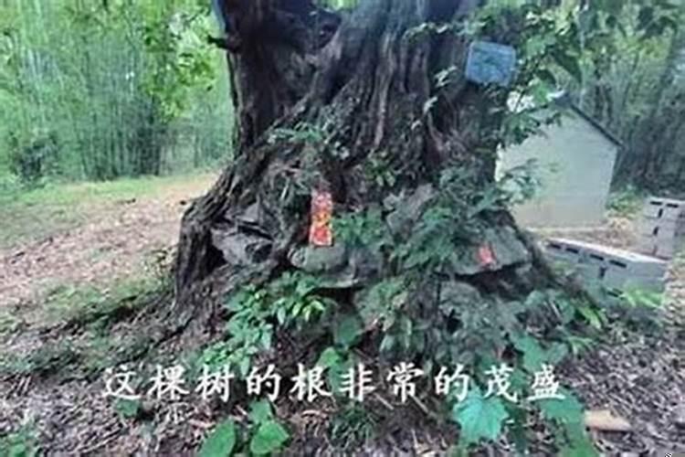 坟头上长着构树好不好?