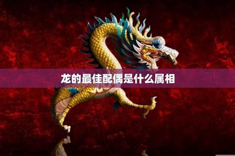 什么属相与龙最相配