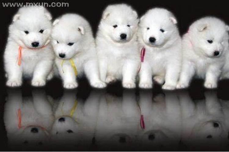 梦见好多的小狗财运