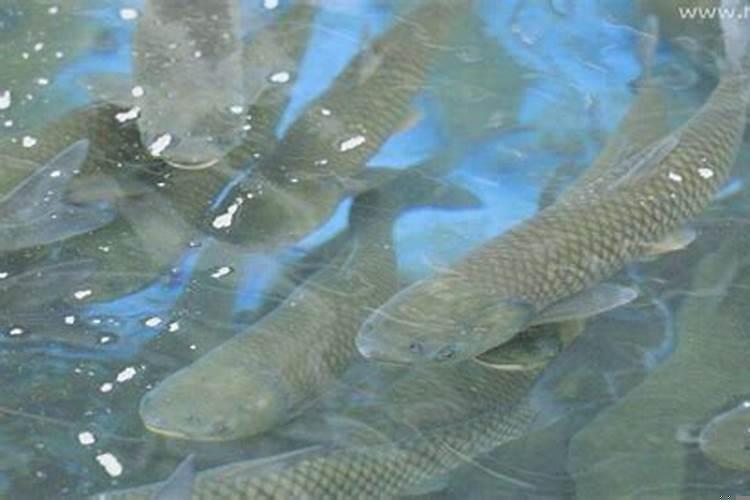 梦见水水里有鱼