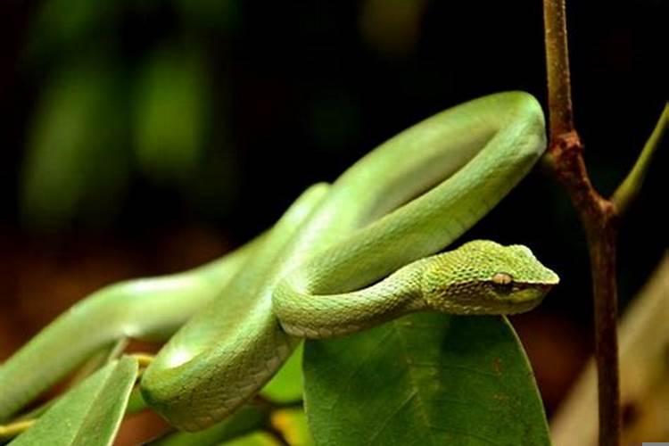 梦见脚被蛇咬伤了